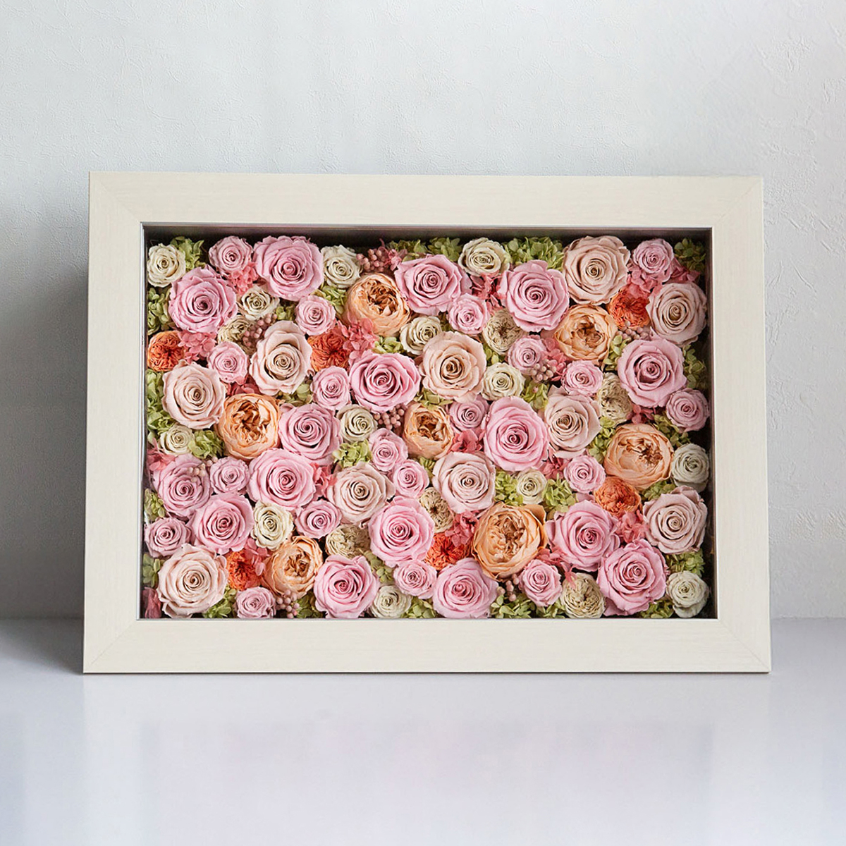 パナッシュ 57-42 （ピンク77本）